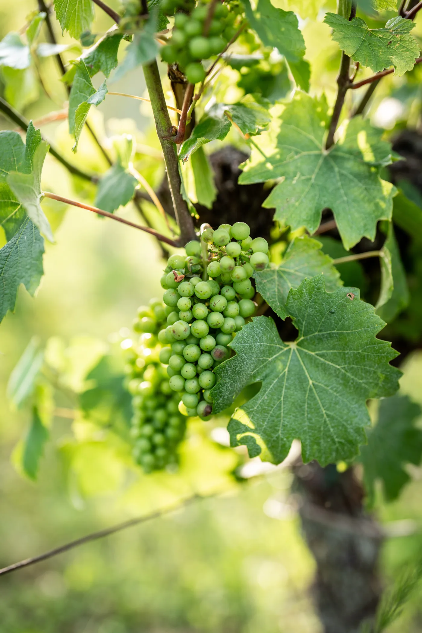 Grappoli sui filari Saottini